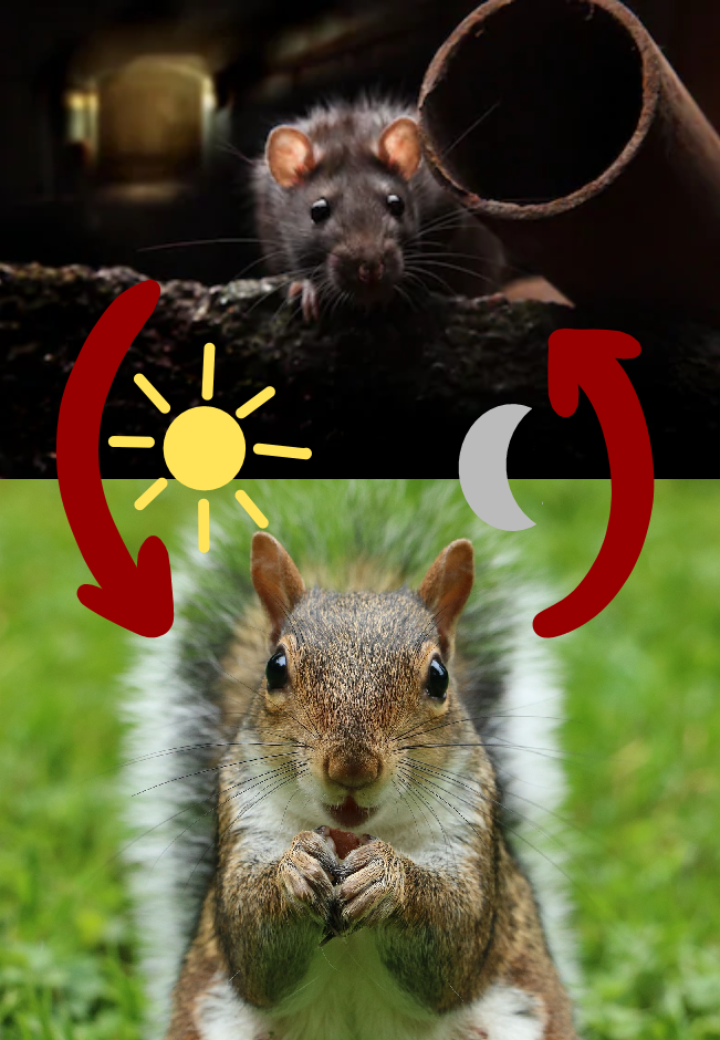 Squirrel and Rat, Day and Night Diagram for Squirrat