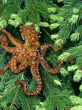 Tree Octopus on a Pine Tree