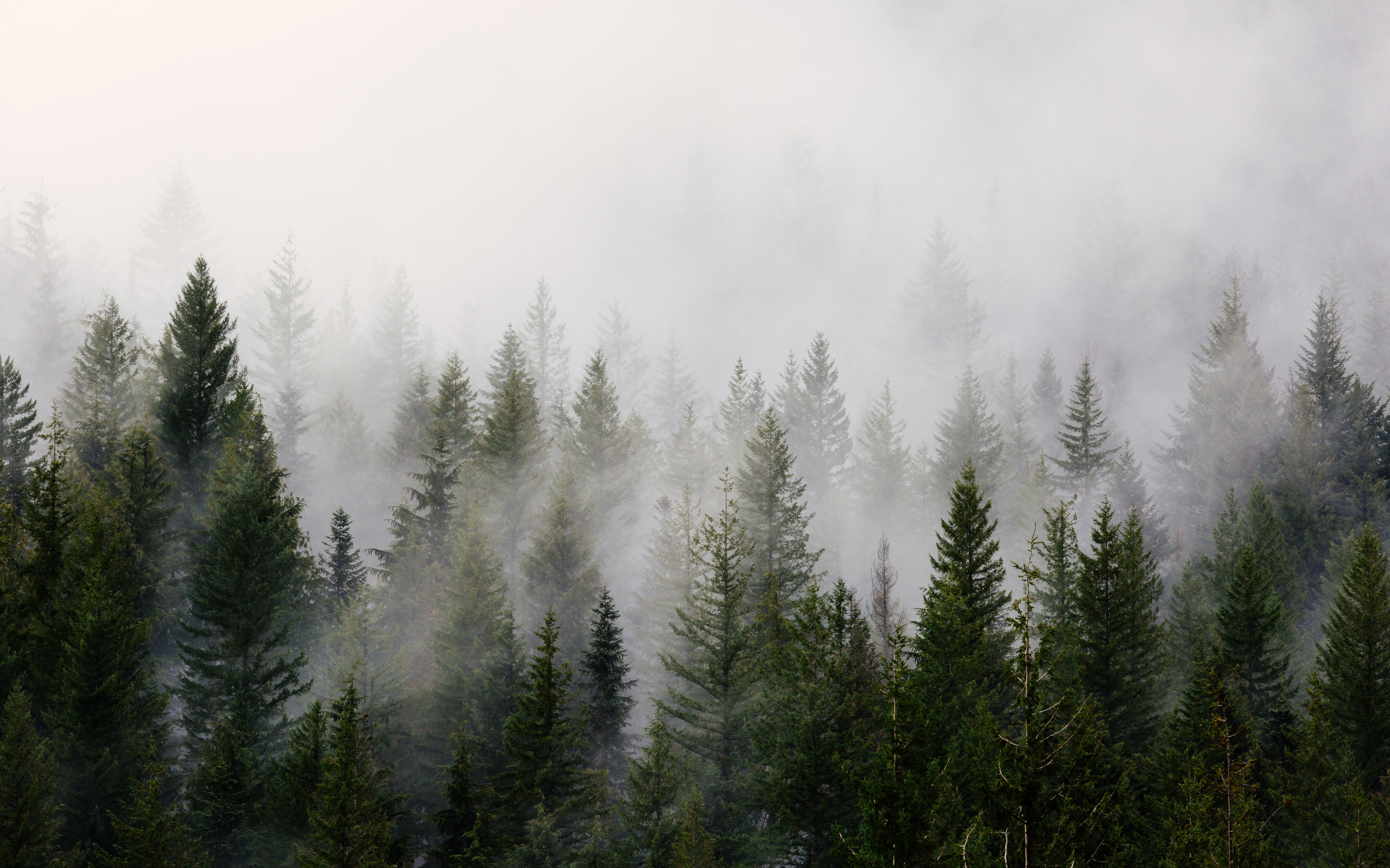 Foggy Trees & Sasquatch