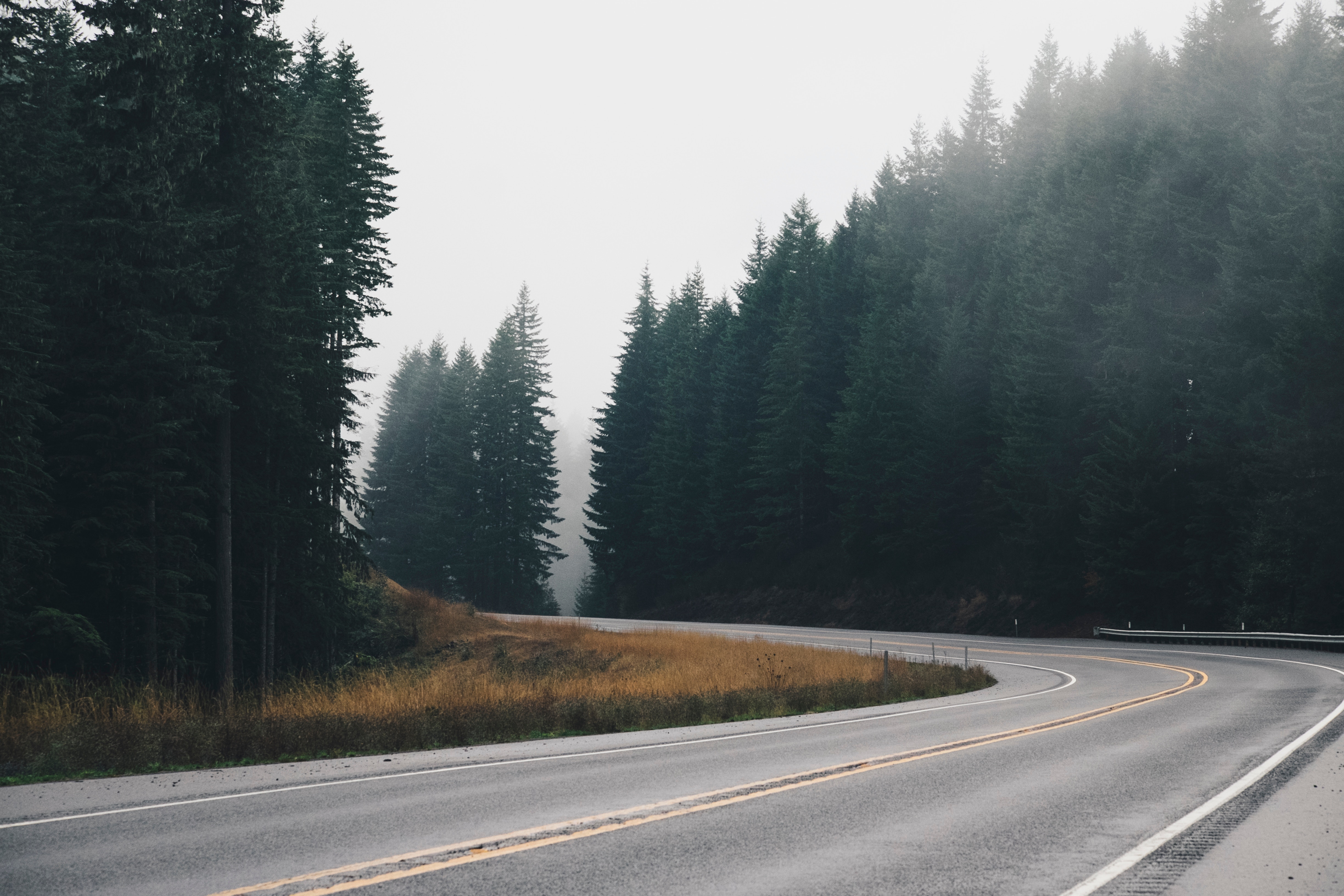 Road with Trees