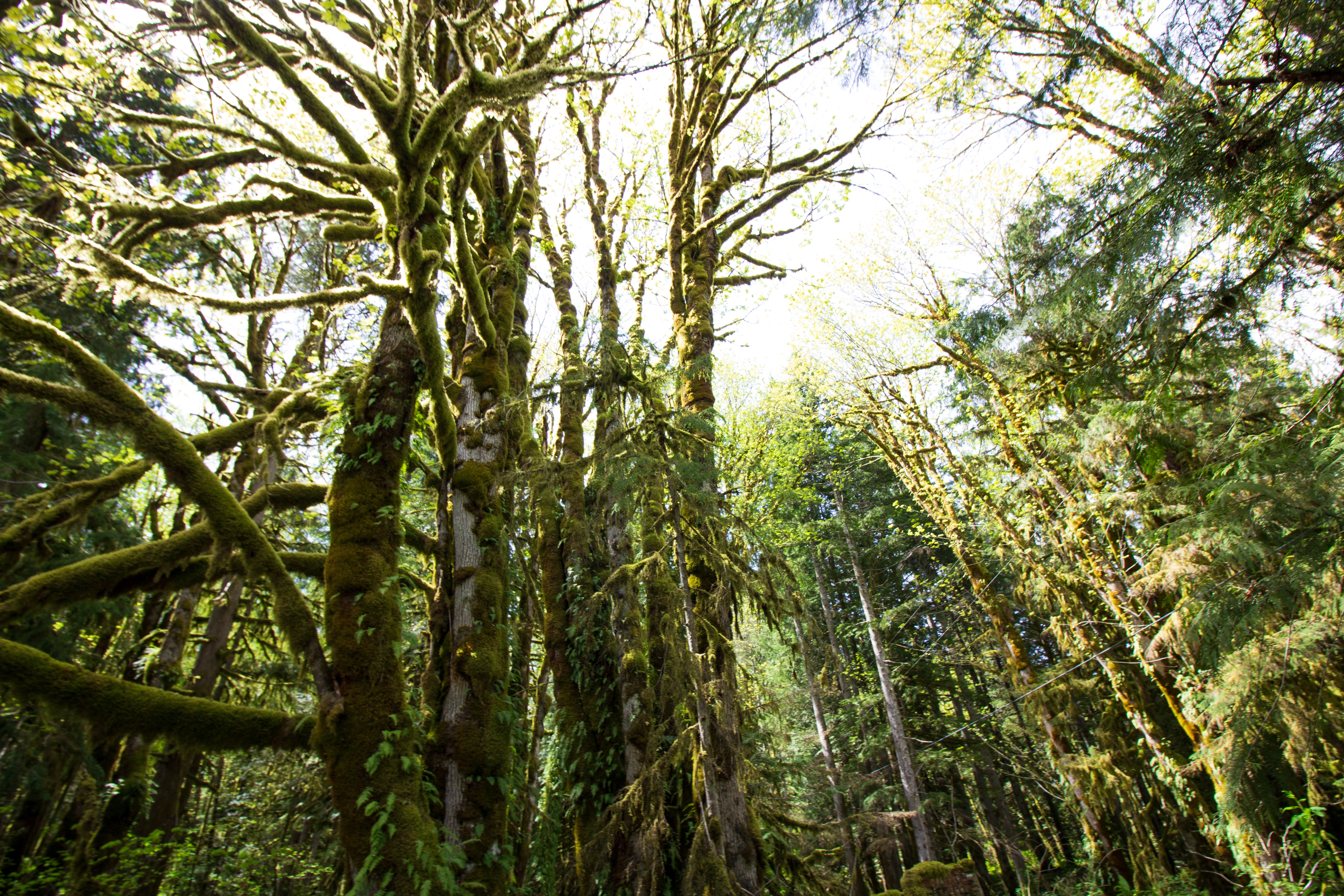 Mossy Trees in Forest